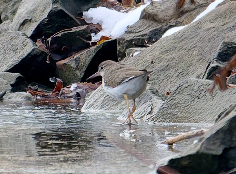 Spotted Sandpiper - ML645986915