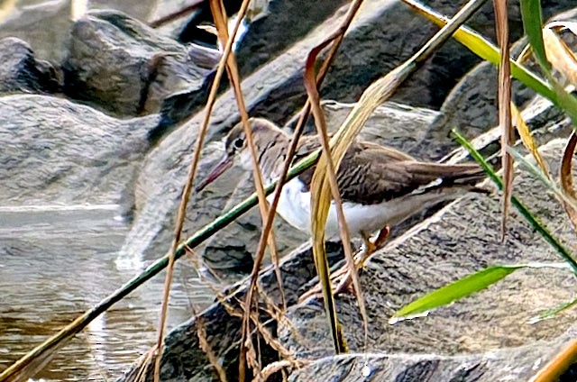Spotted Sandpiper - ML645986916