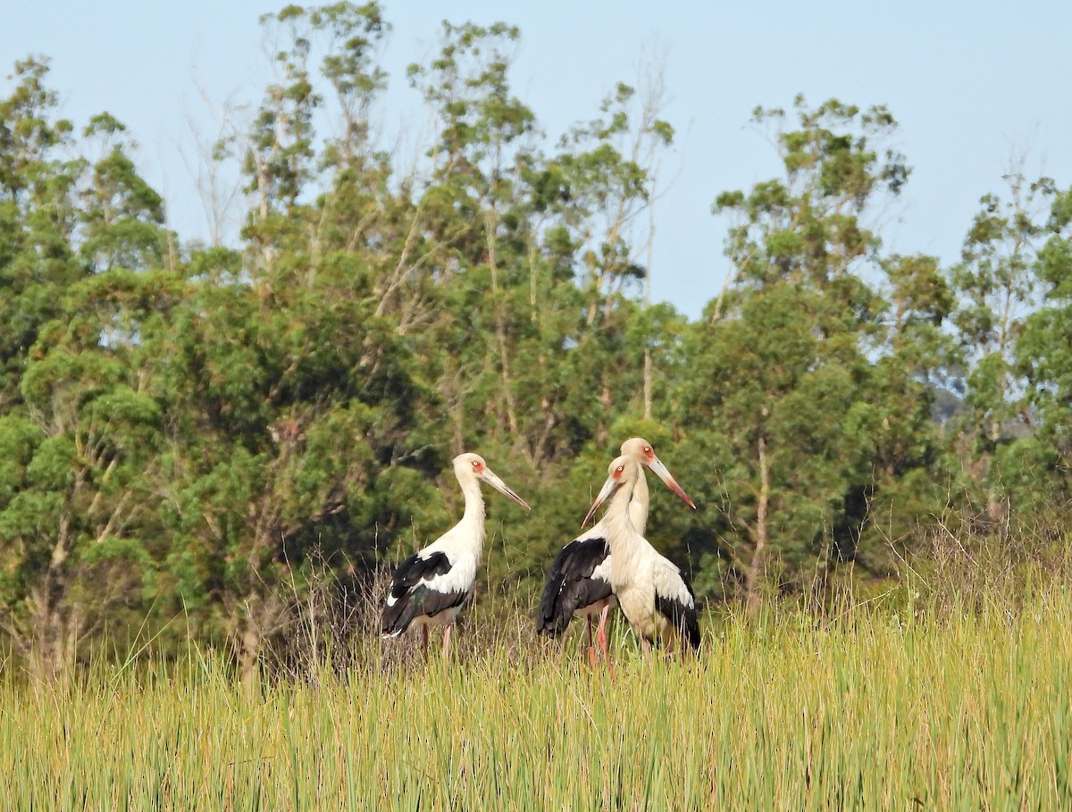čáp jihoamerický - ML645986919