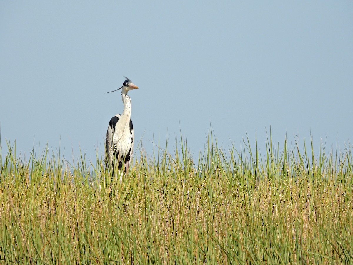 volavka jihoamerická - ML645986922