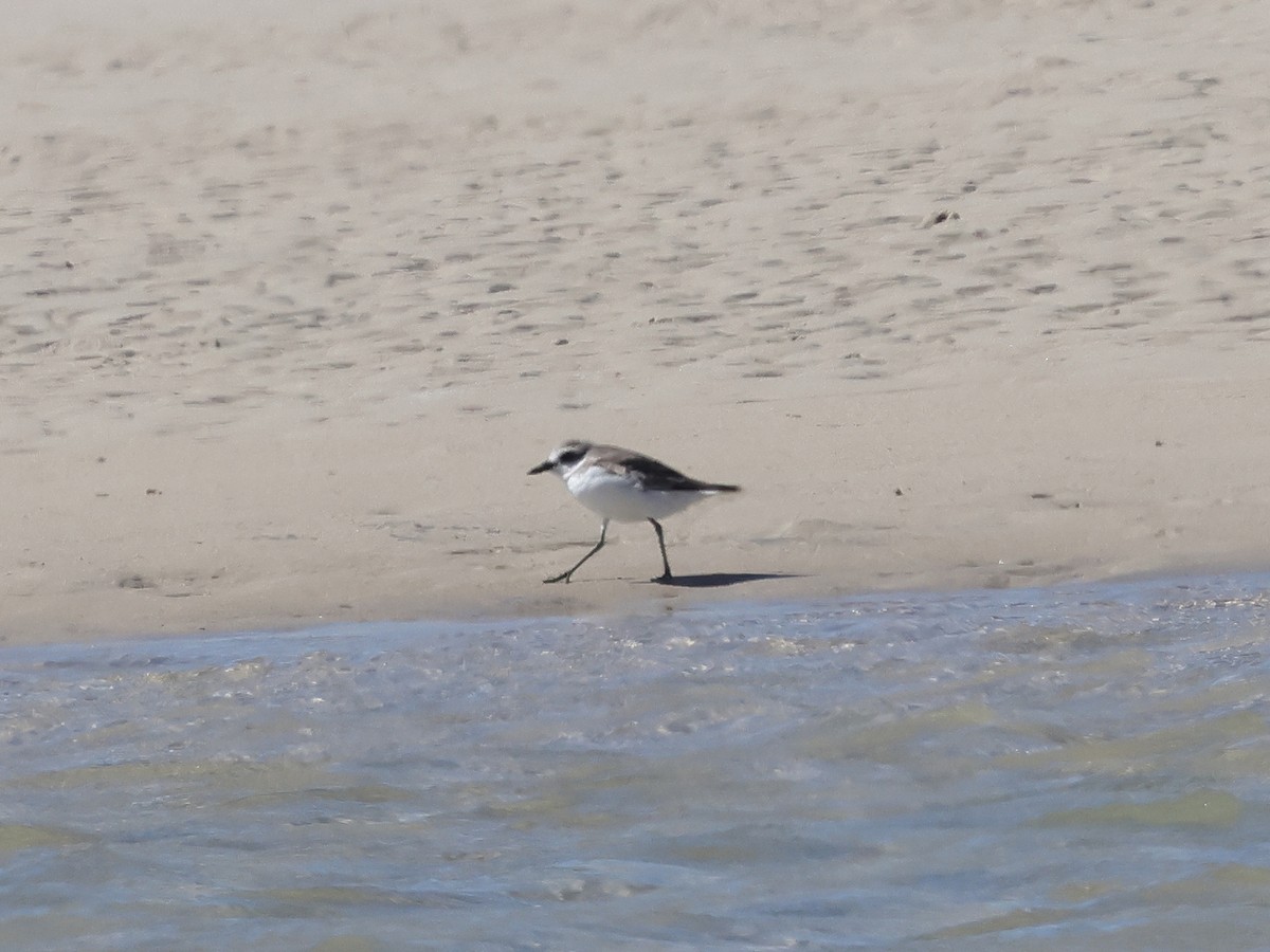 Greater Sand-Plover - ML645986924