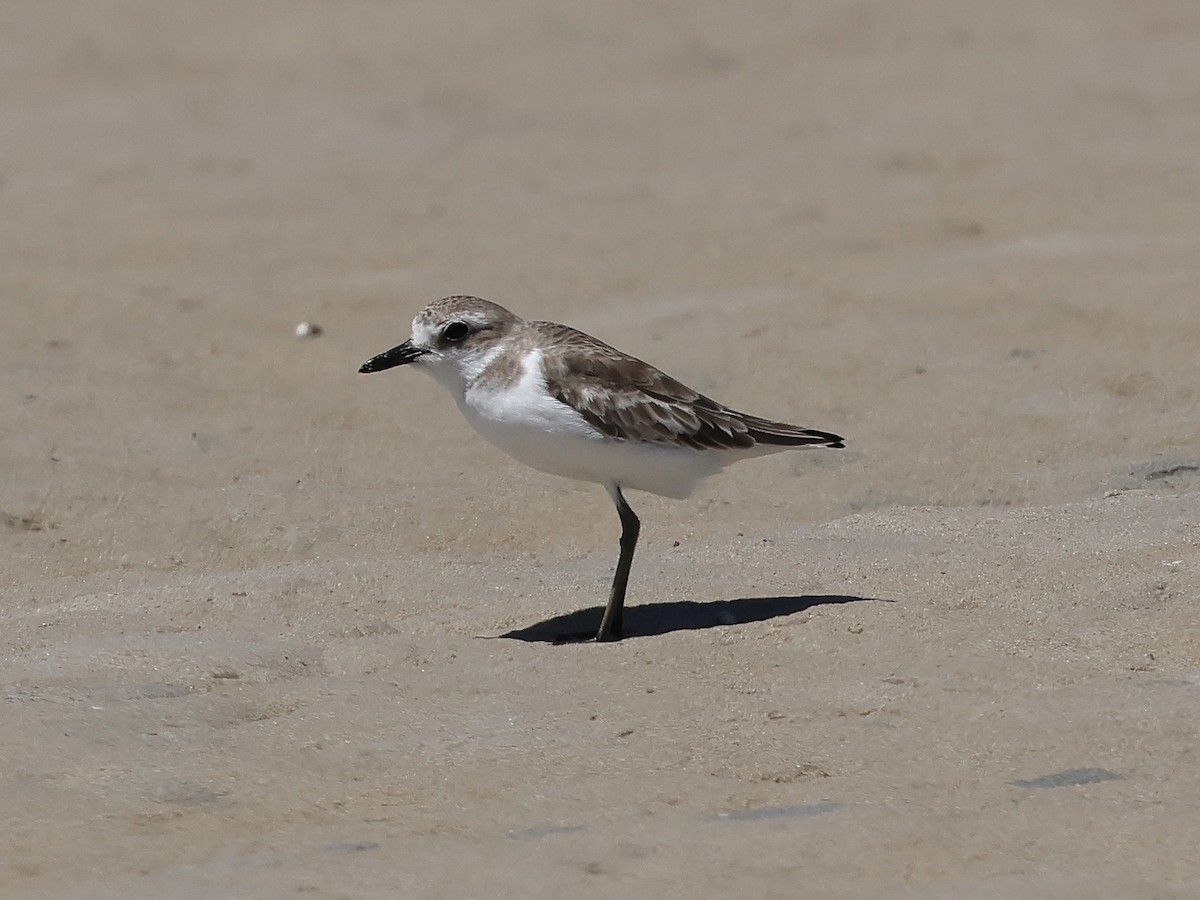 Greater Sand-Plover - ML645986925