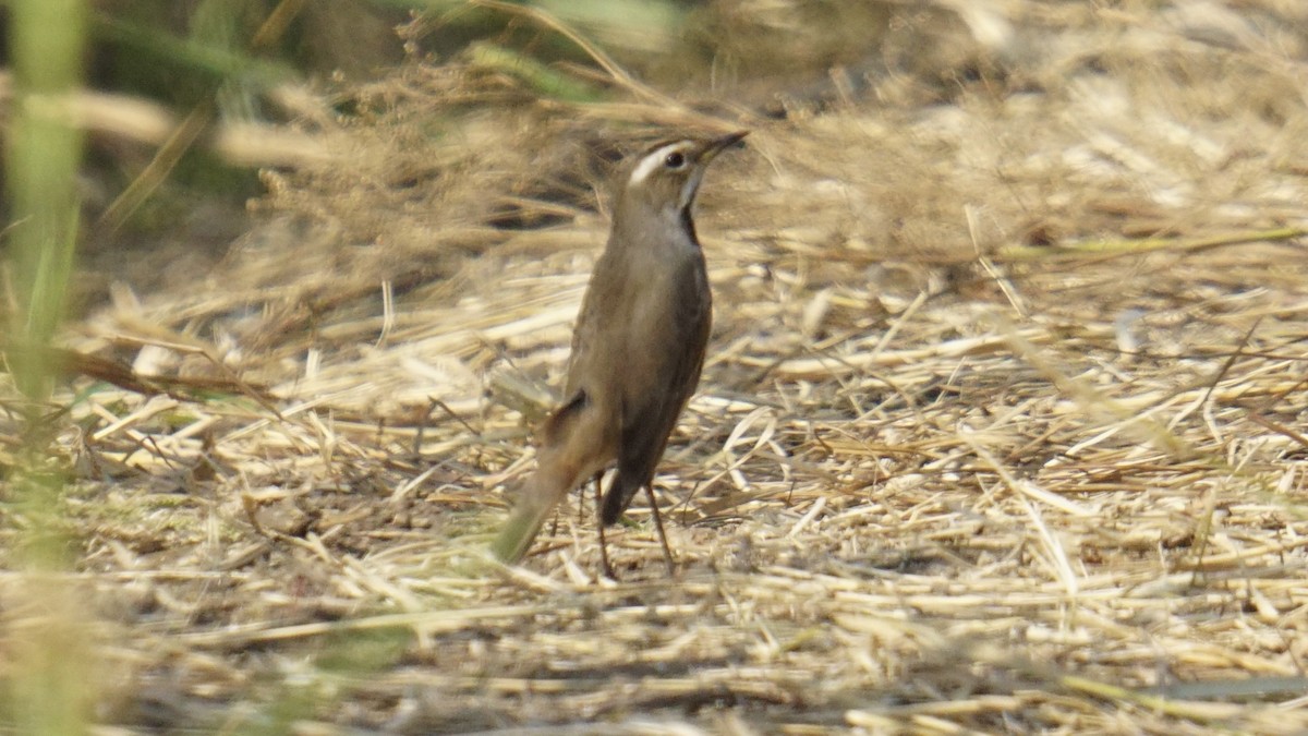 Pettazzurro - ML645986926