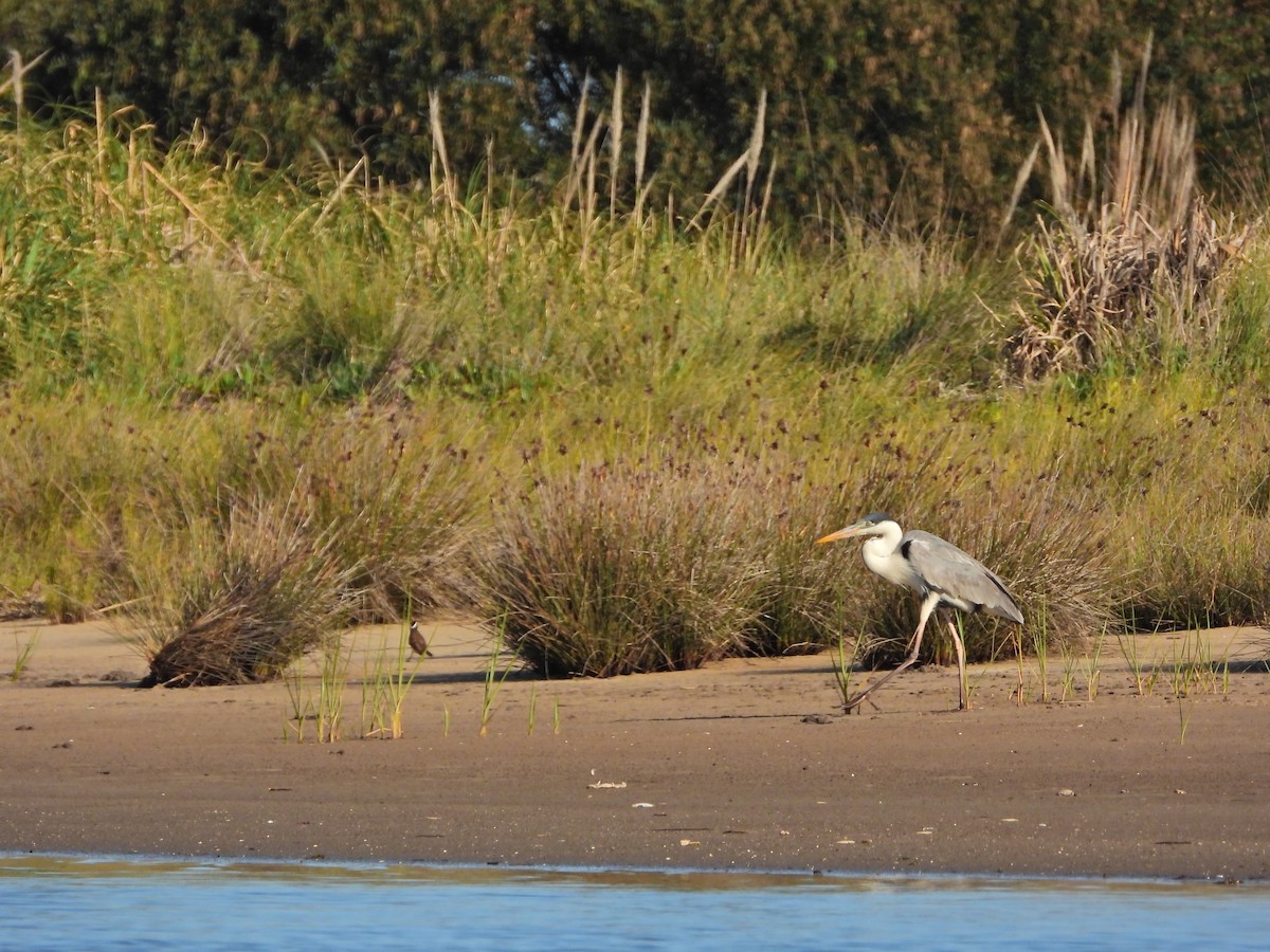volavka jihoamerická - ML645986927