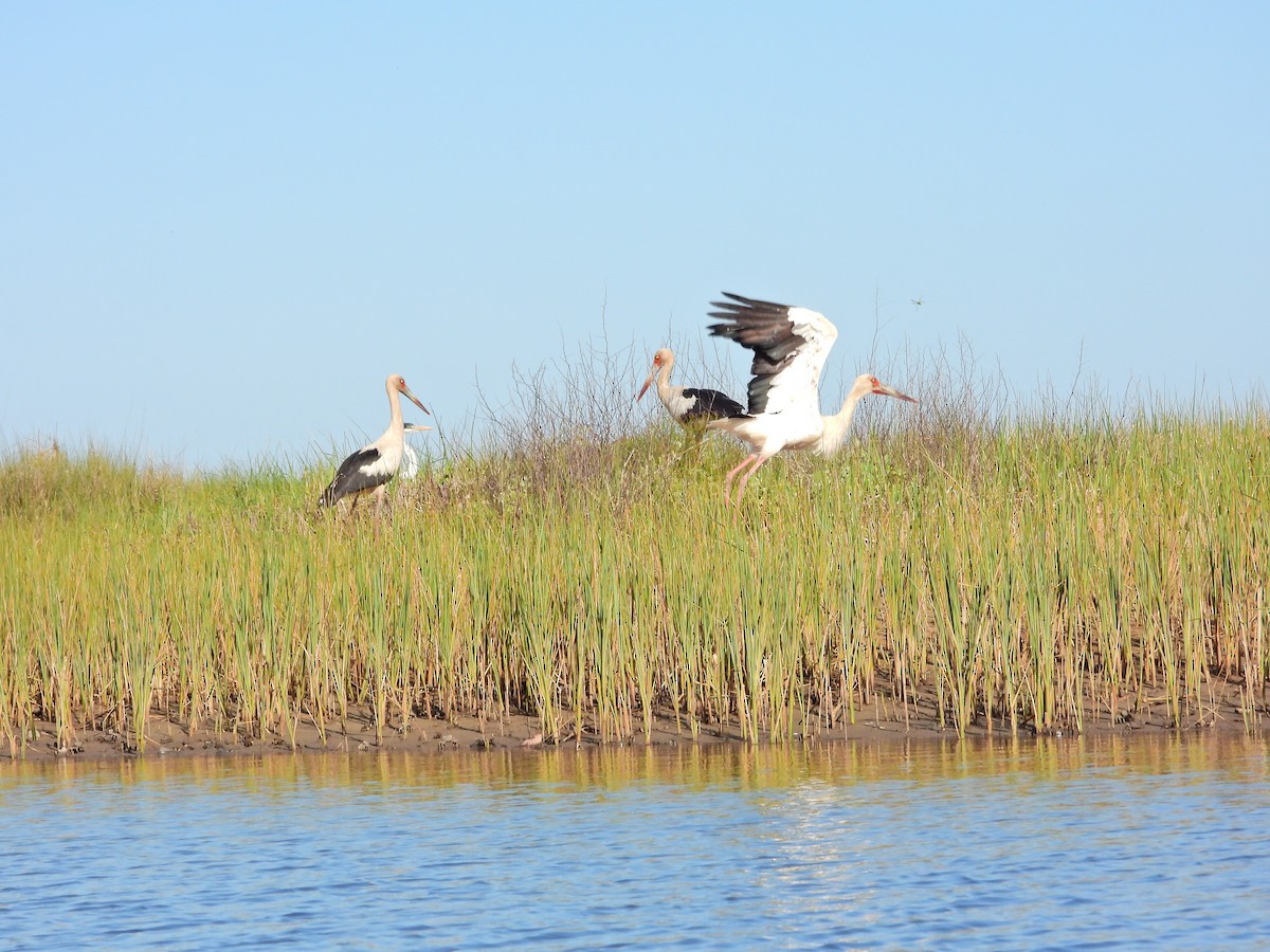 čáp jihoamerický - ML645986940