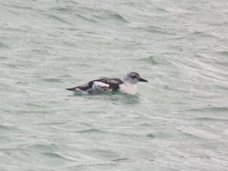 Black Guillemot - ML645986946