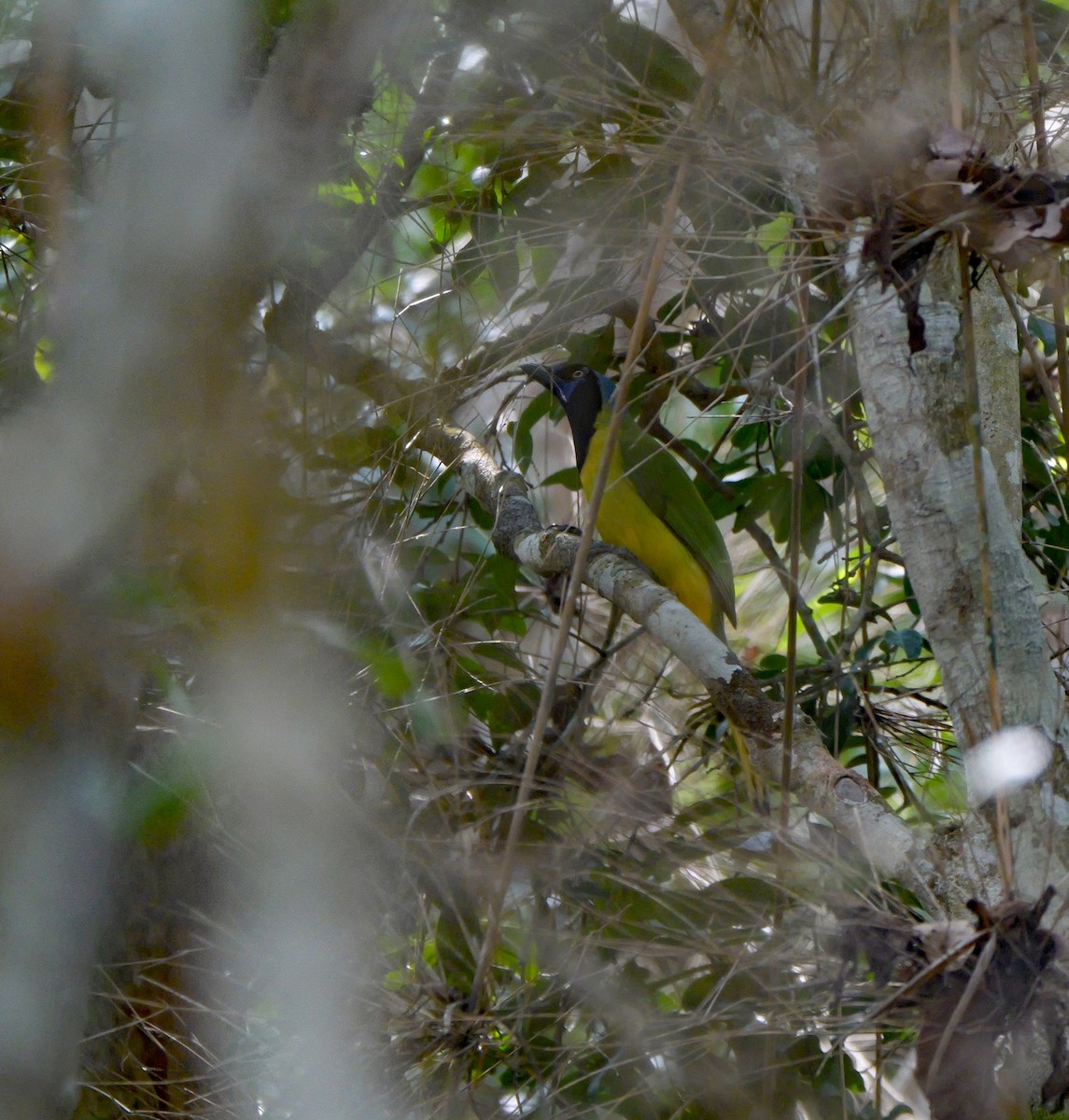 Green Jay (Green) - ML645986947