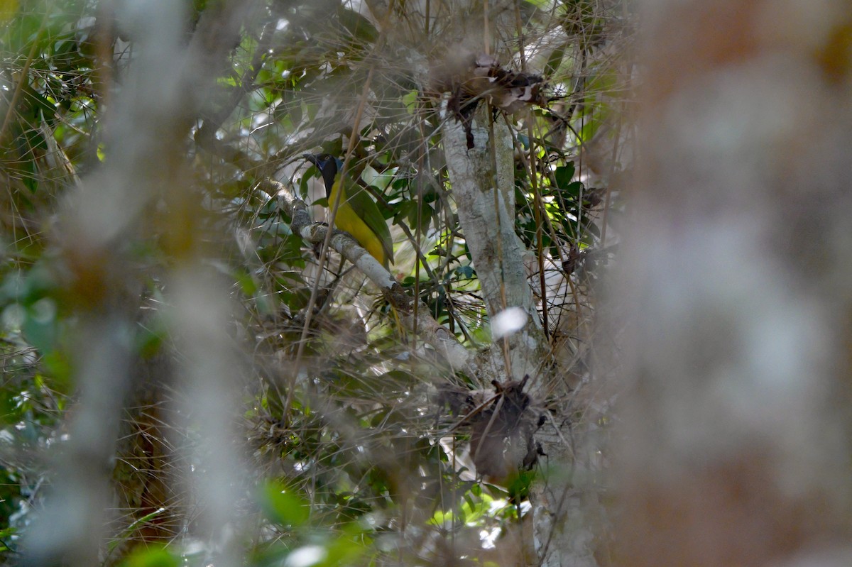 Green Jay (Green) - ML645986948