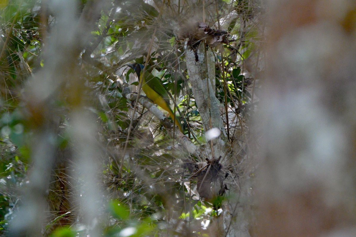 Green Jay (Green) - ML645986949