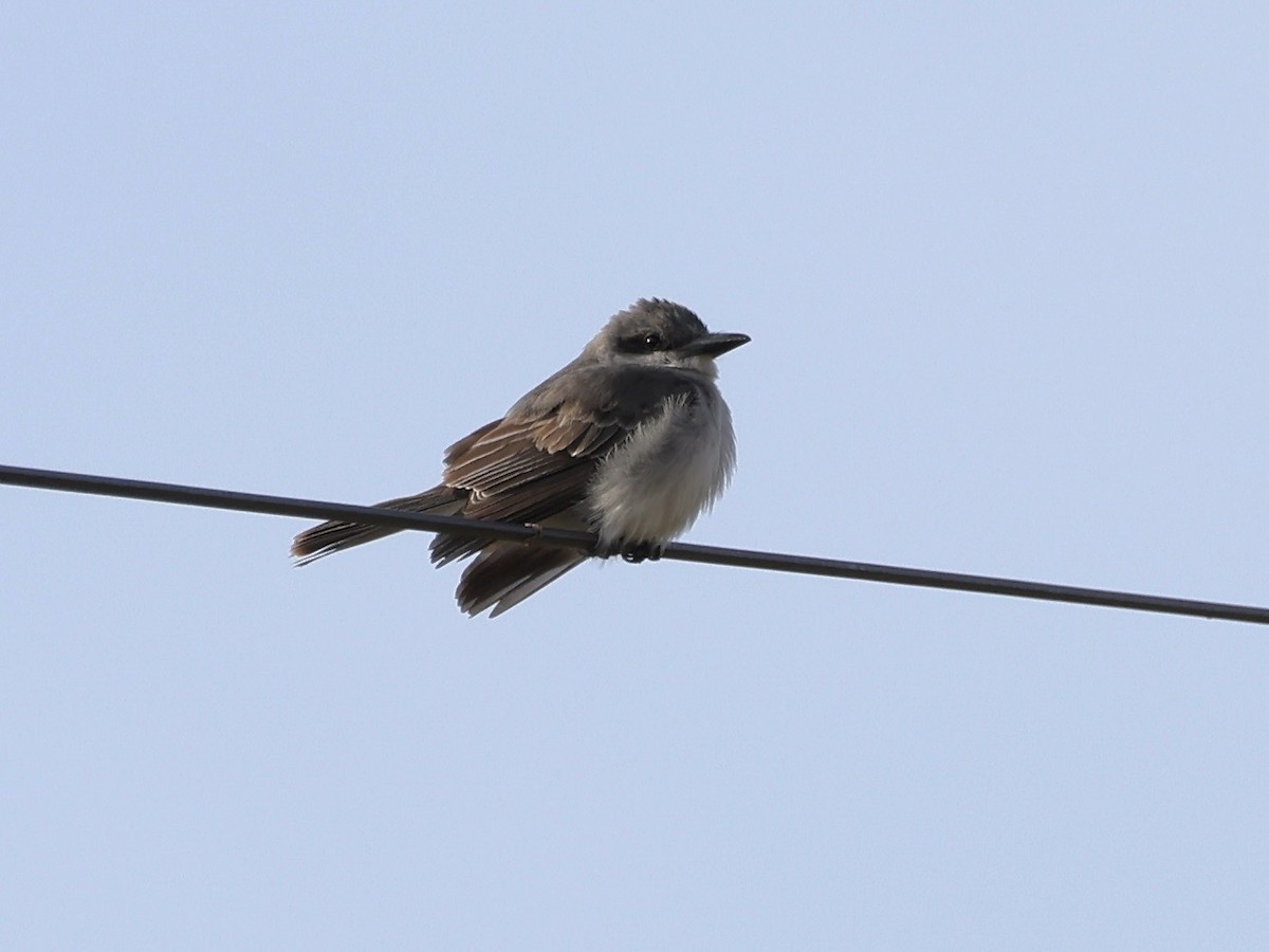 Gray Kingbird - ML645986954