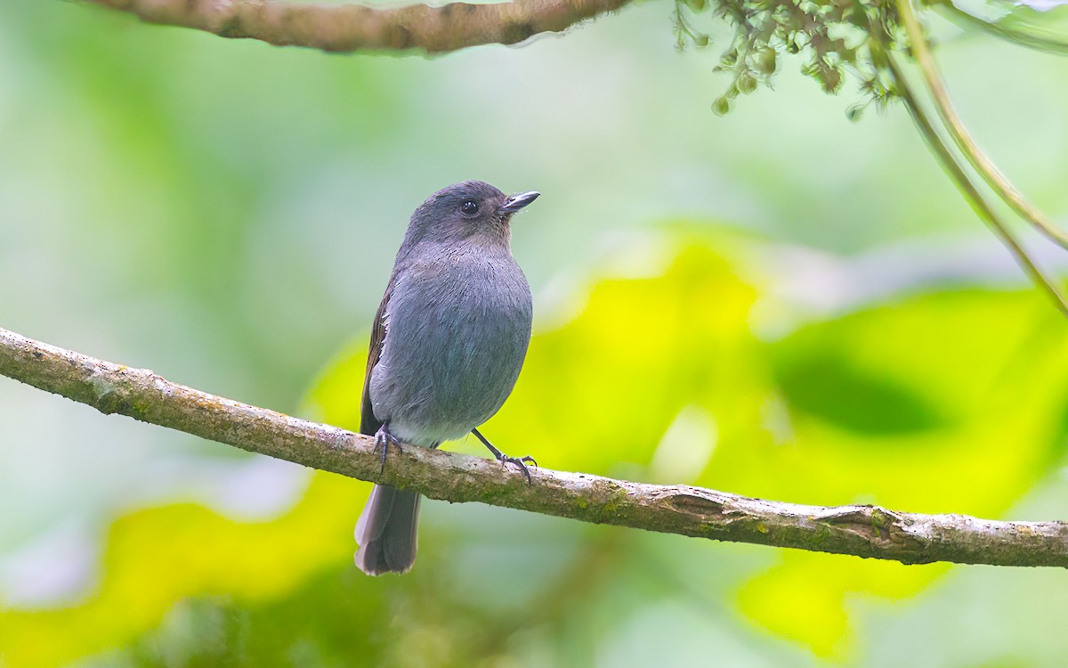 インドアイイロヒタキ - ML645986955