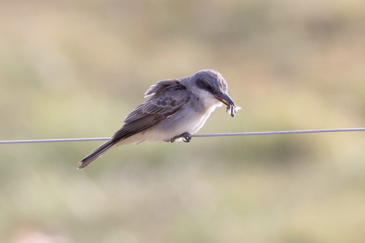 Gray Kingbird - ML645986957