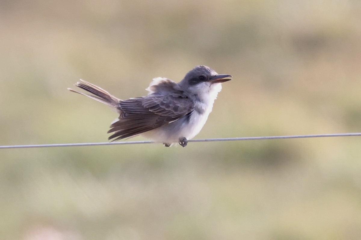 Gray Kingbird - ML645986958