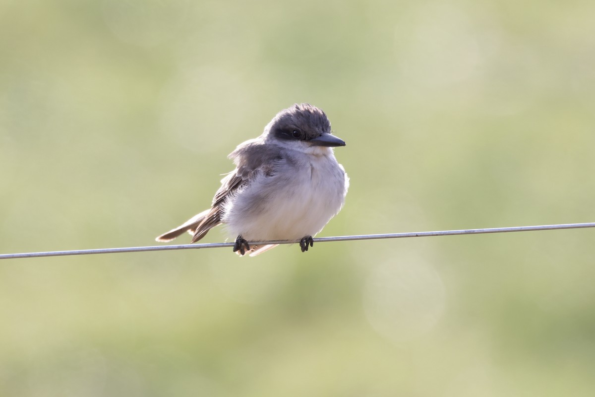 Gray Kingbird - ML645986962