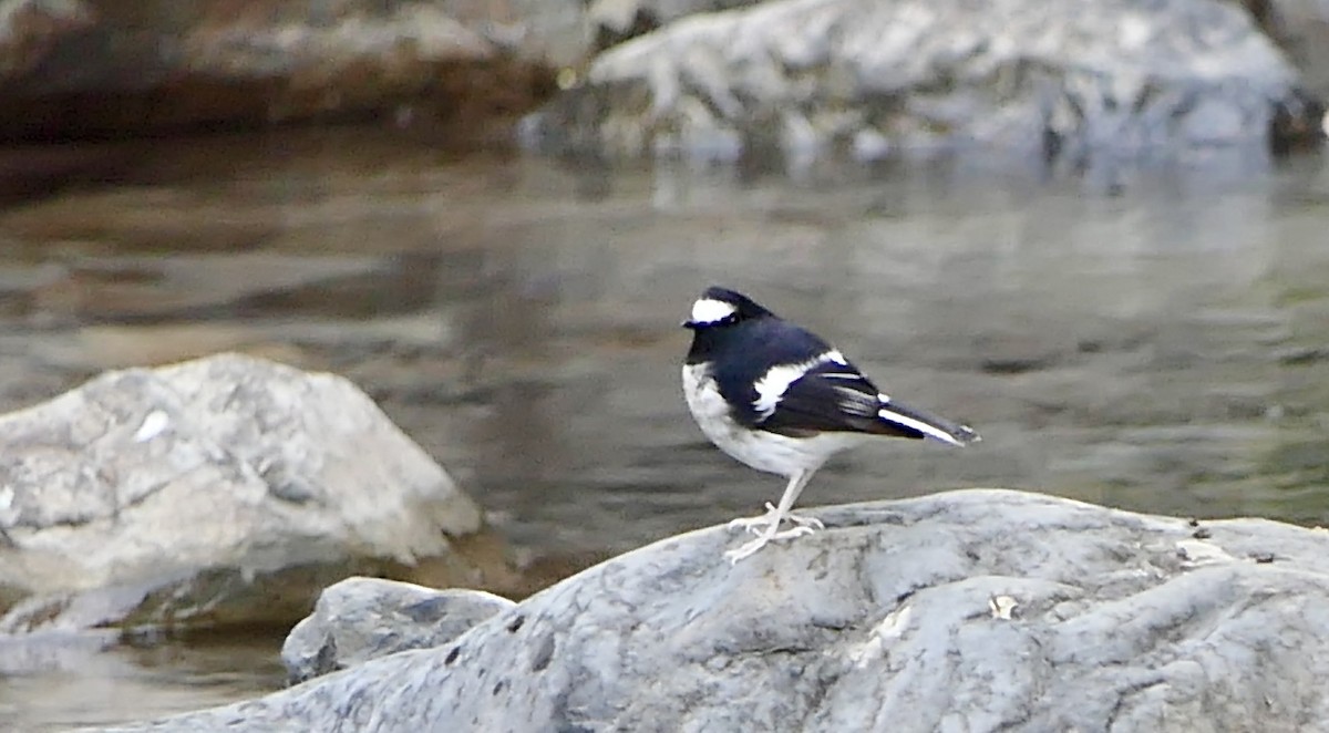 Вилохвістка гірська - ML645986963