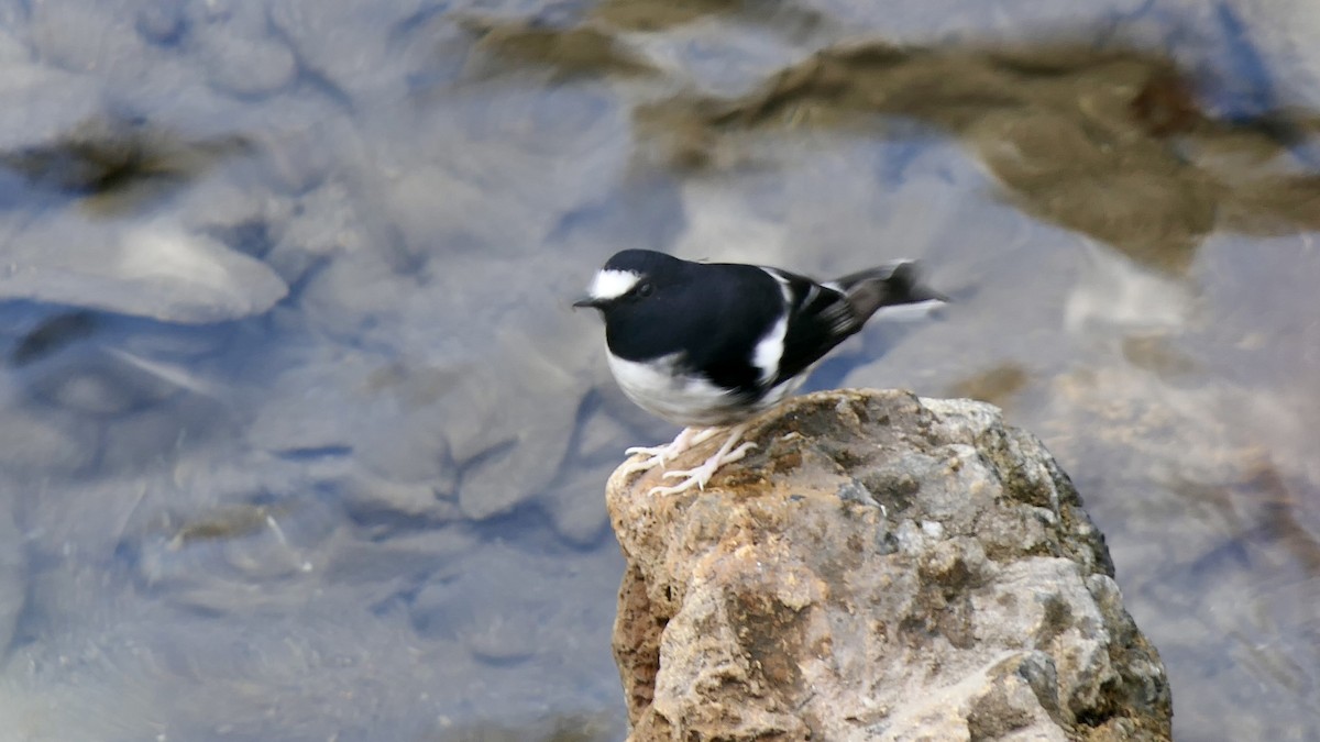 Вилохвістка гірська - ML645986964
