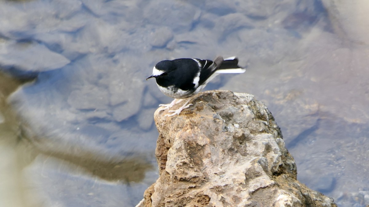 Вилохвістка гірська - ML645986965