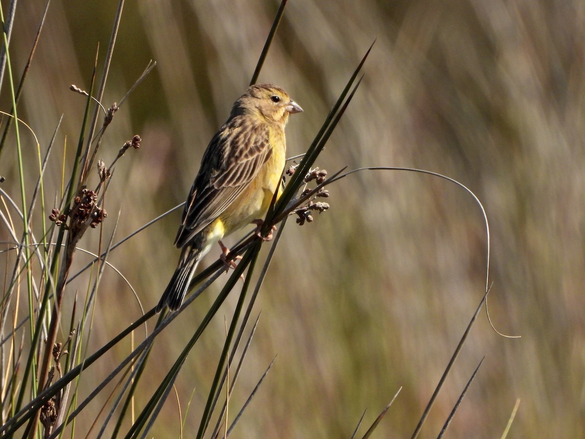 Короткоклювый зерноед - ML645986967