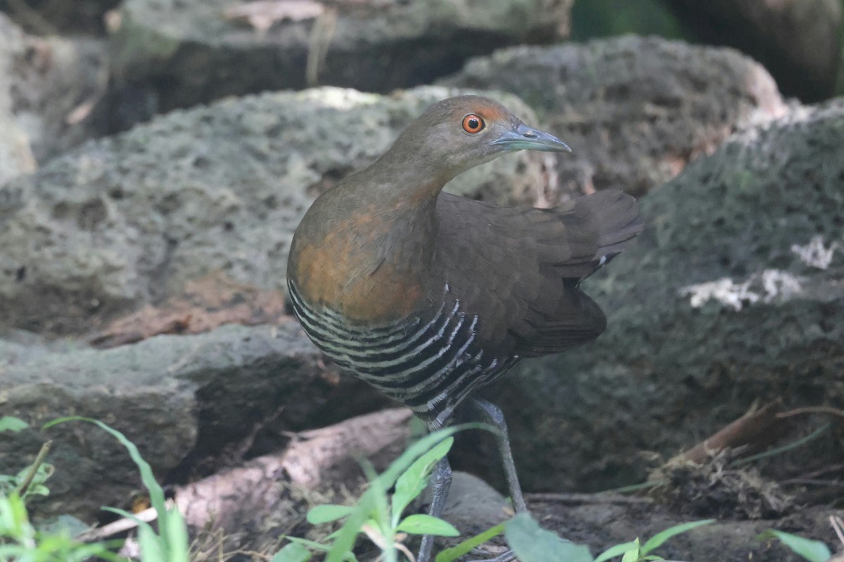 Slaty-legged Crake - ML645986968