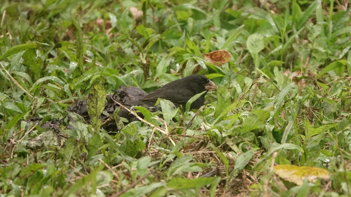 Large Ground-Finch - ML645986971