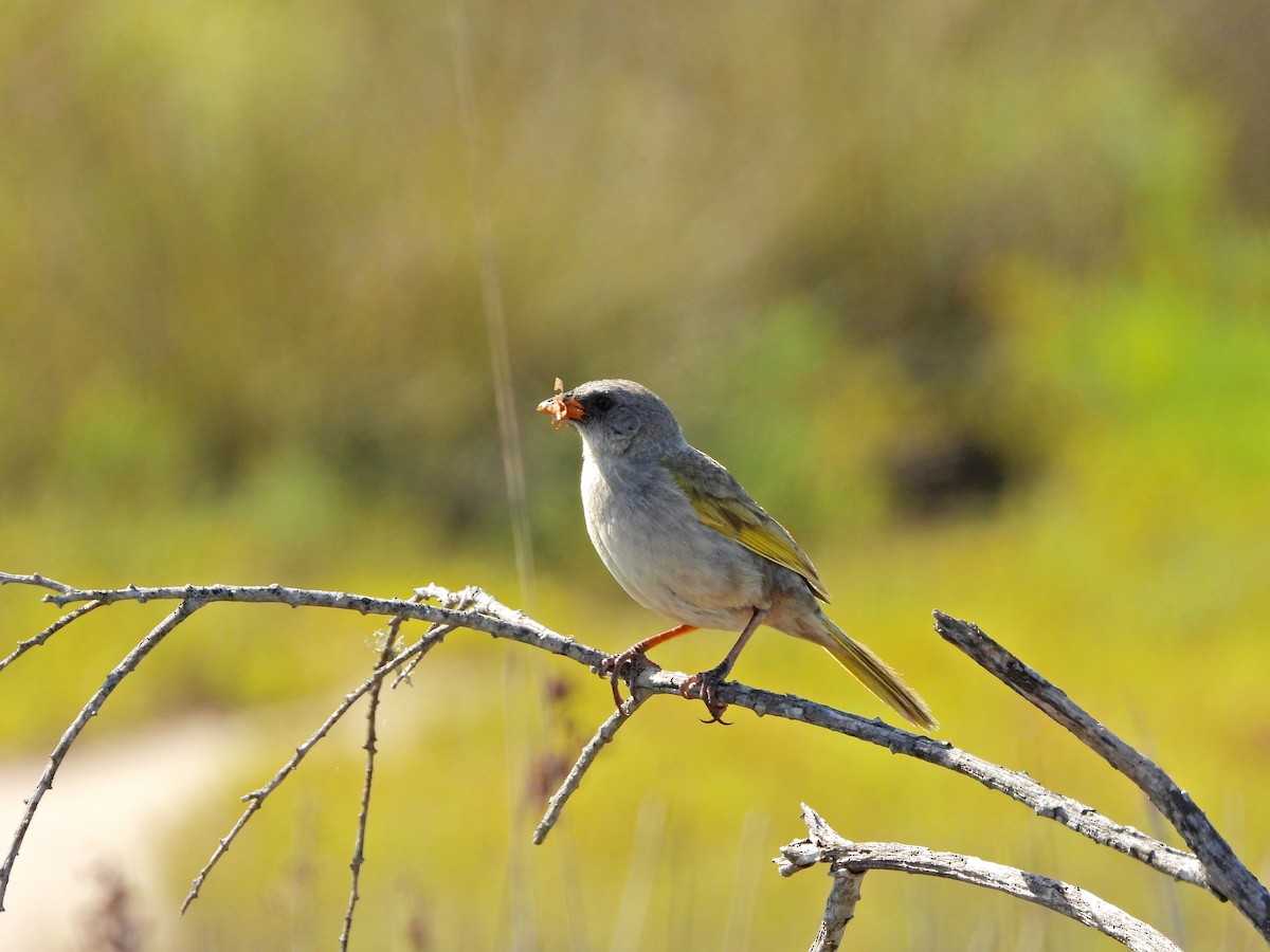 Great Pampa-Finch - ML645986974
