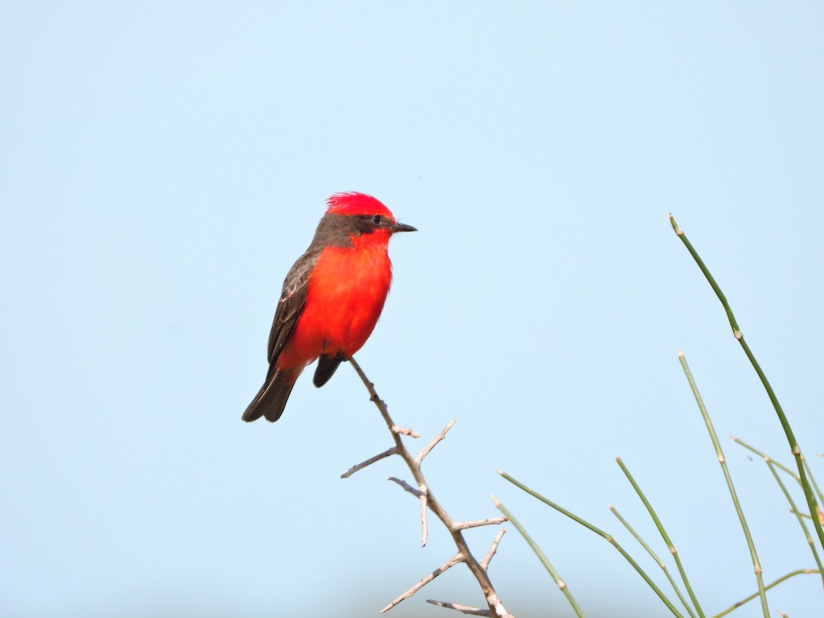 Vermilion Flycatcher - ML645986980