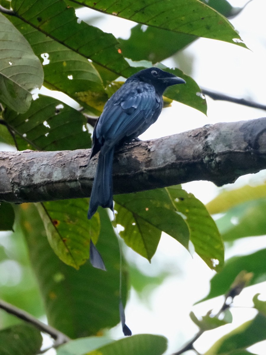 Flaggendrongo - ML645986984