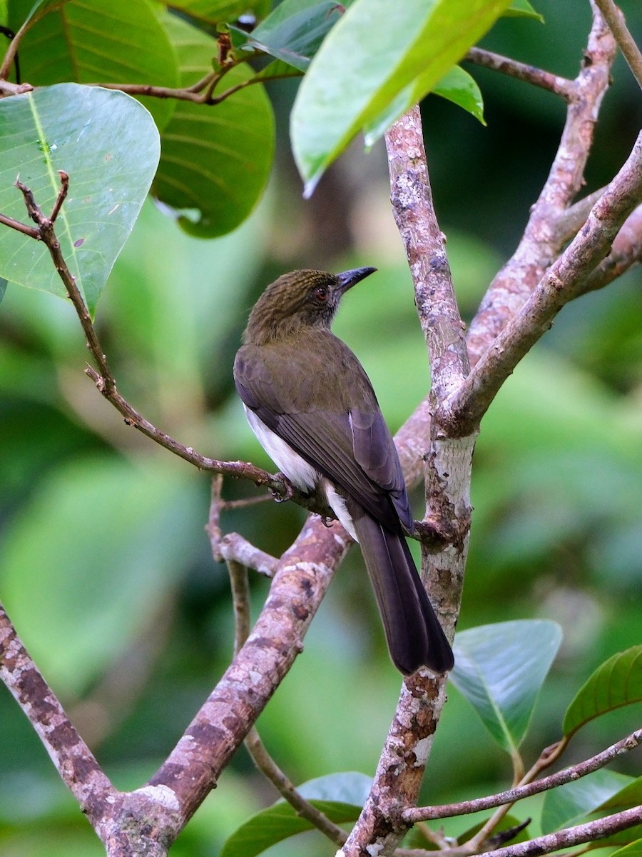 Strichelbrustbülbül - ML645986985