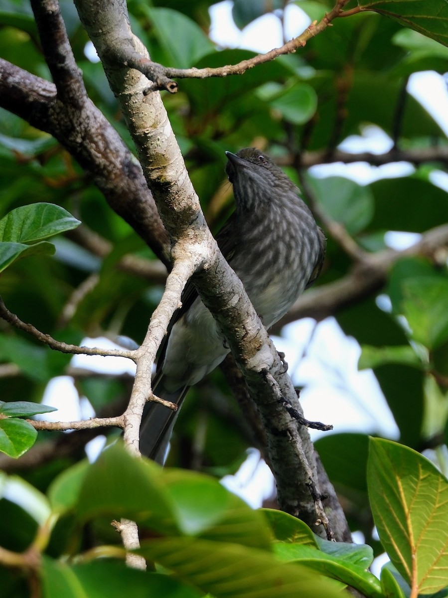 Strichelbrustbülbül - ML645986986