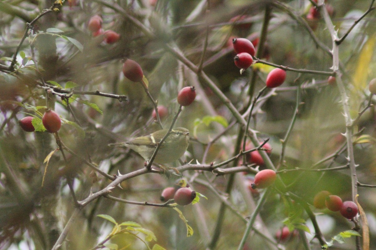 Gelbbrauen-Laubsänger - ML645986987