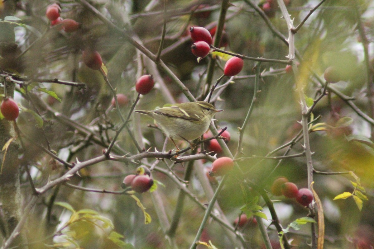 Gelbbrauen-Laubsänger - ML645986988