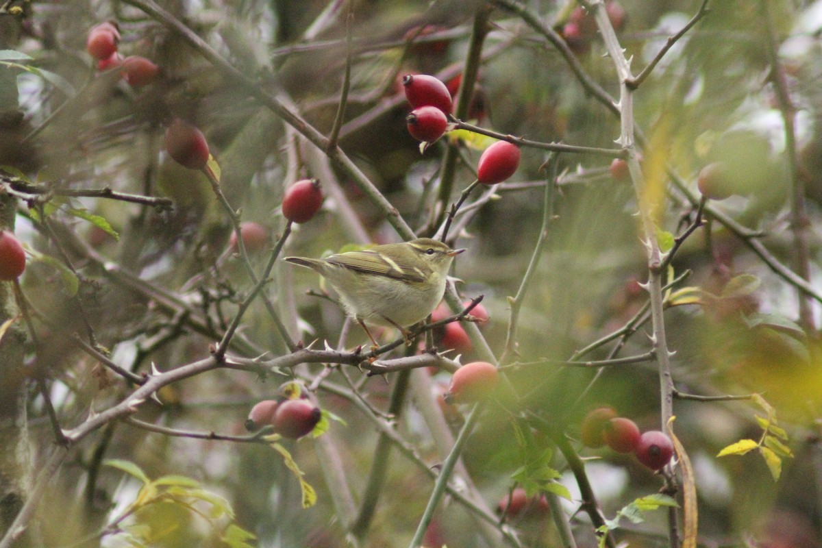 Gelbbrauen-Laubsänger - ML645986989