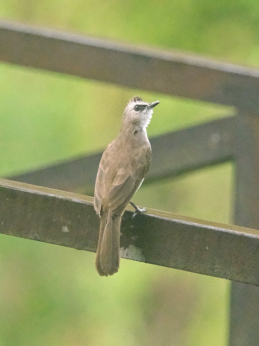 Schwarzzügelbülbül - ML645986992