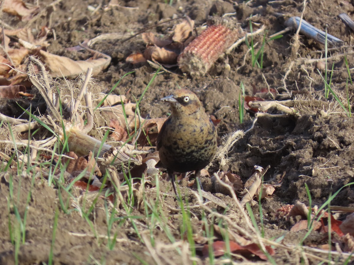 Roststärling - ML645986993