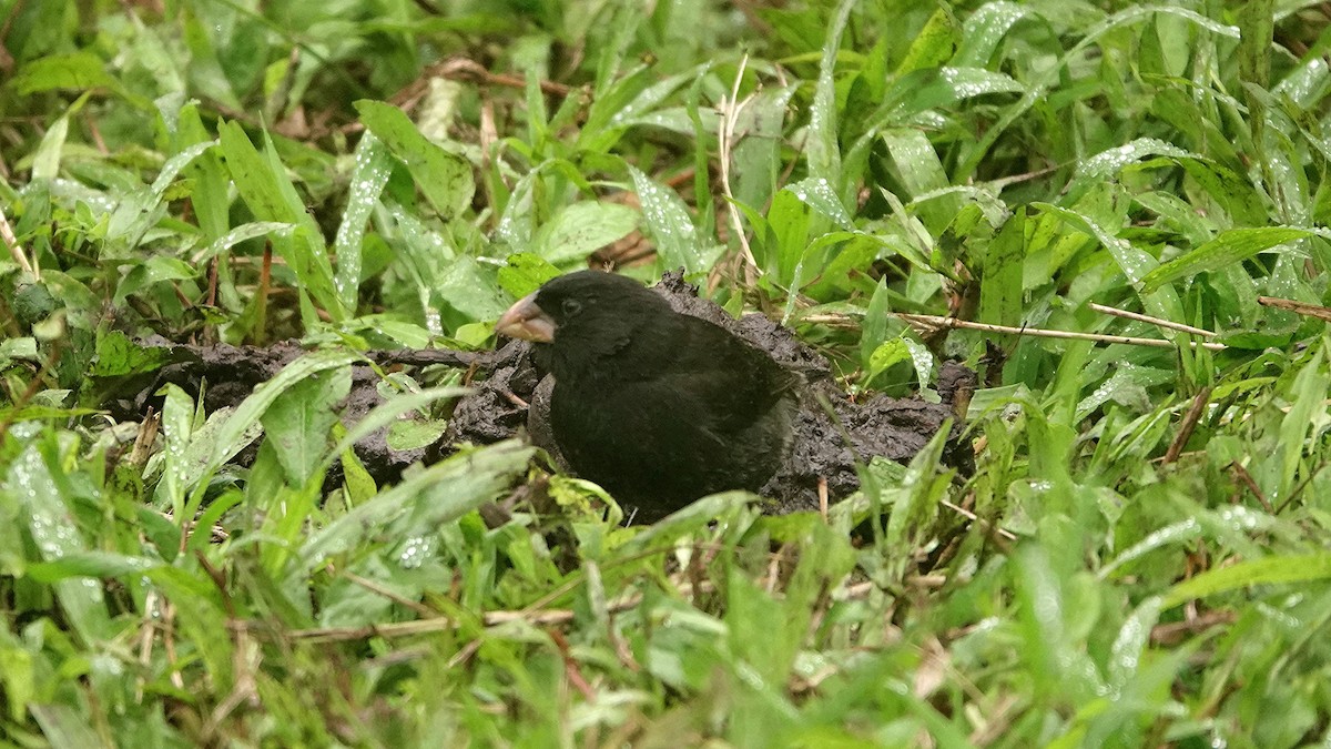 Großschnabel-Grundfink - ML645986994