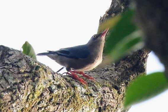 Samtstirnkleiber - ML645986995