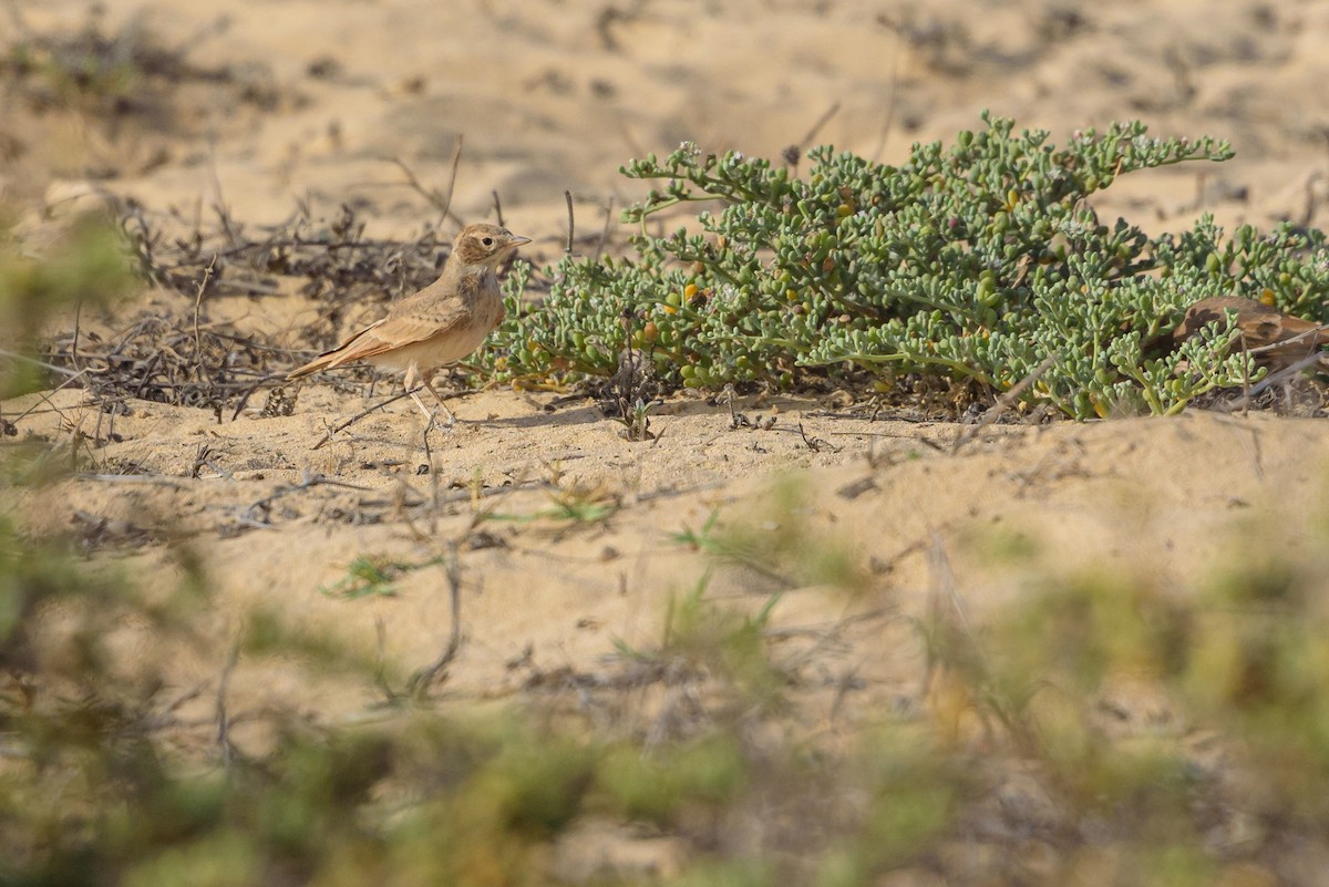 Sandlerche - ML645986996