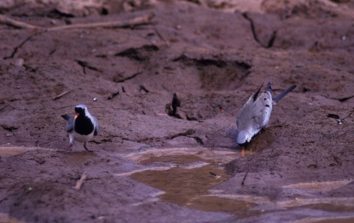 Kaptäubchen - ML645986997