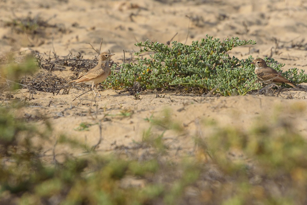 Sandlerche - ML645986998