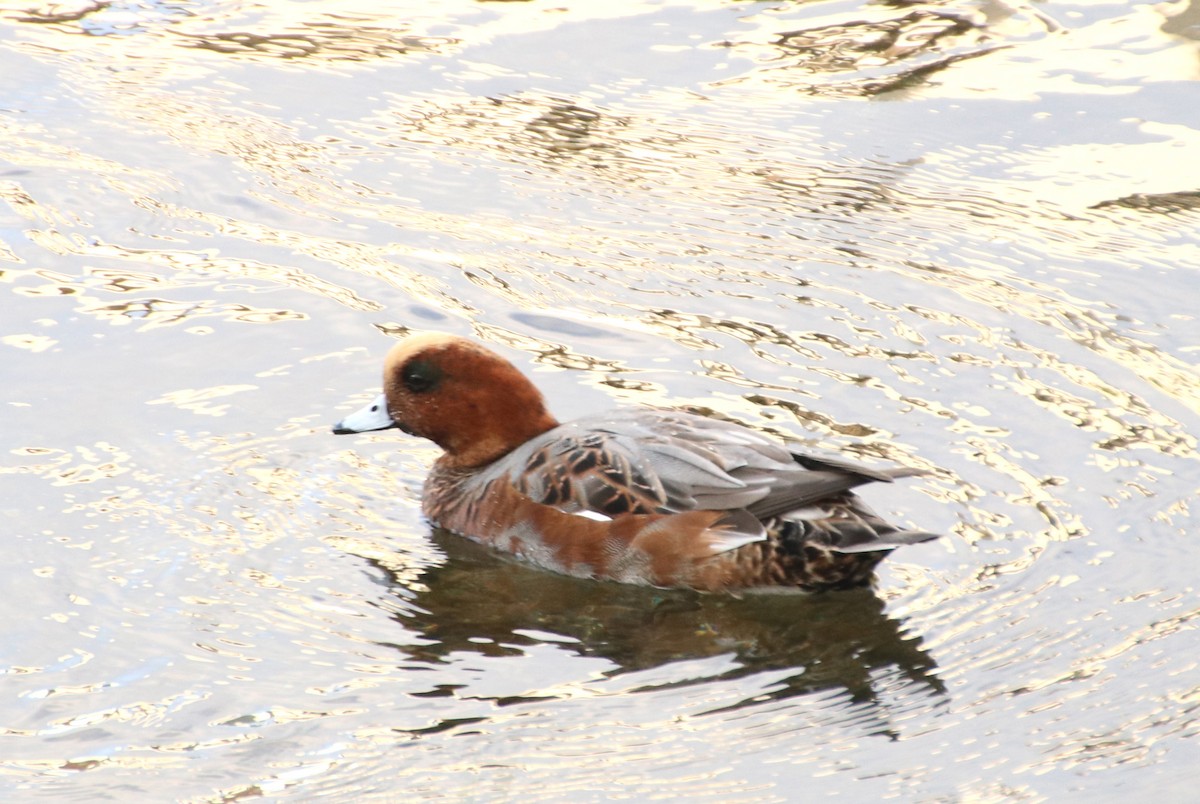 Pfeifente - ML645986999