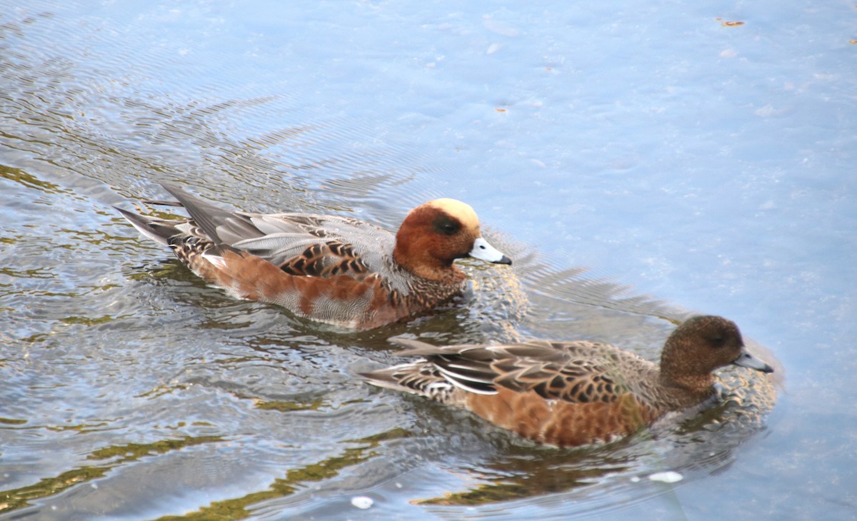 Pfeifente - ML645987000