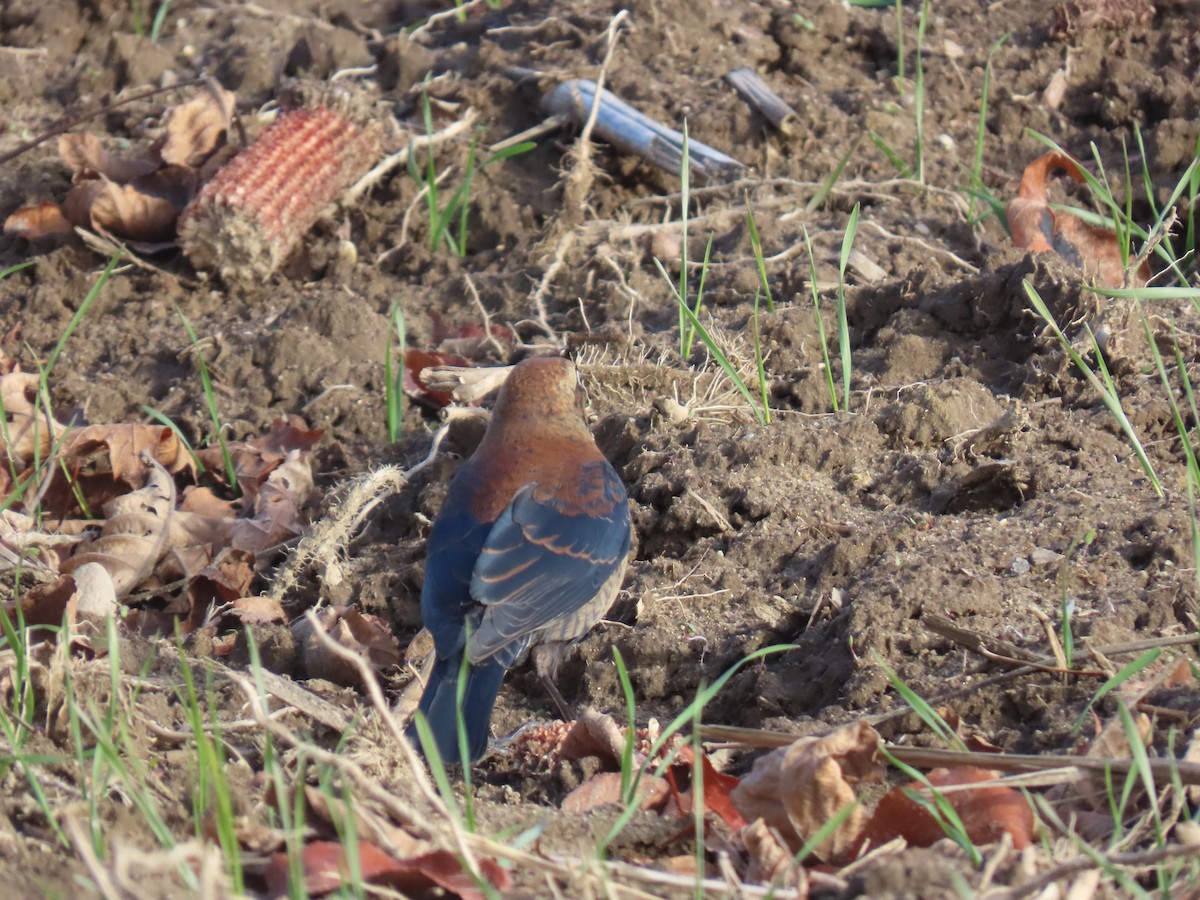 Roststärling - ML645987003