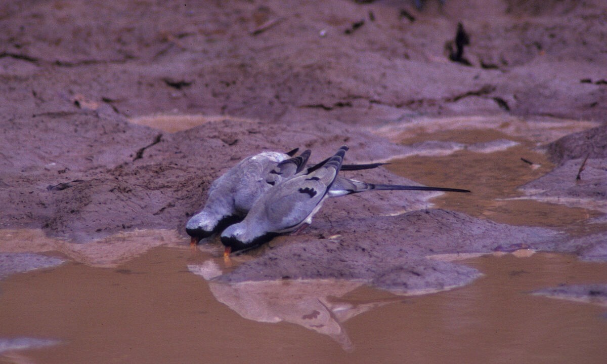 Kaptäubchen - ML645987004