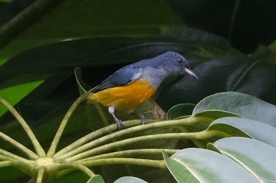 Orangebauch-Mistelfresser - ML645987005