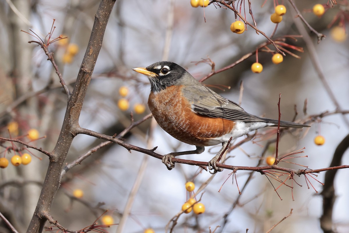 Wanderdrossel - ML645987007