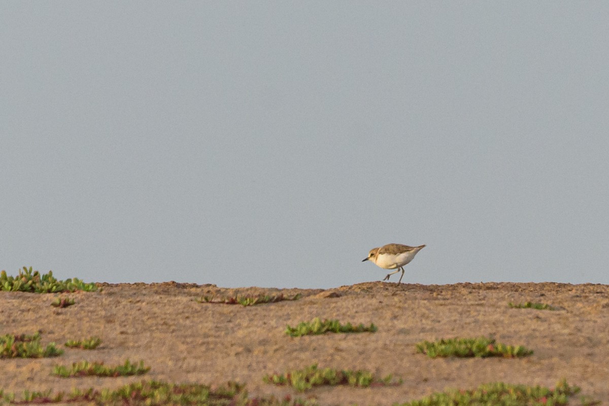 Seeregenpfeifer - ML645987008