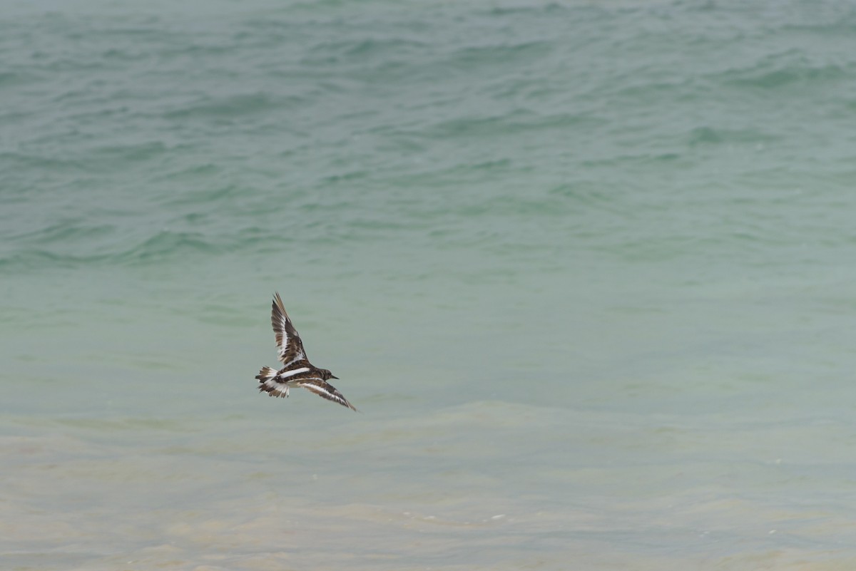 Steinwälzer - ML645987009