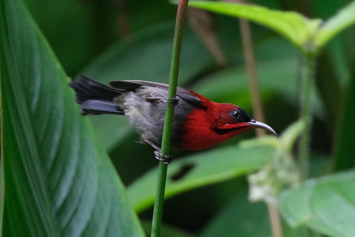 Karmesinnektarvogel - ML645987011