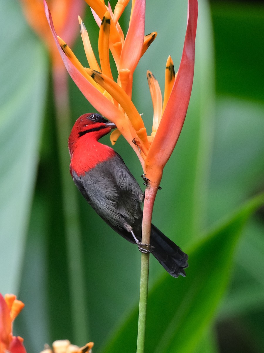 Karmesinnektarvogel - ML645987012