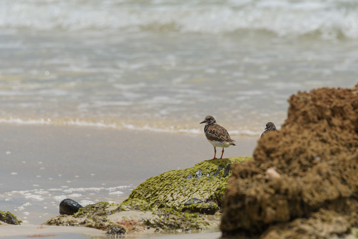 Steinwälzer - ML645987013